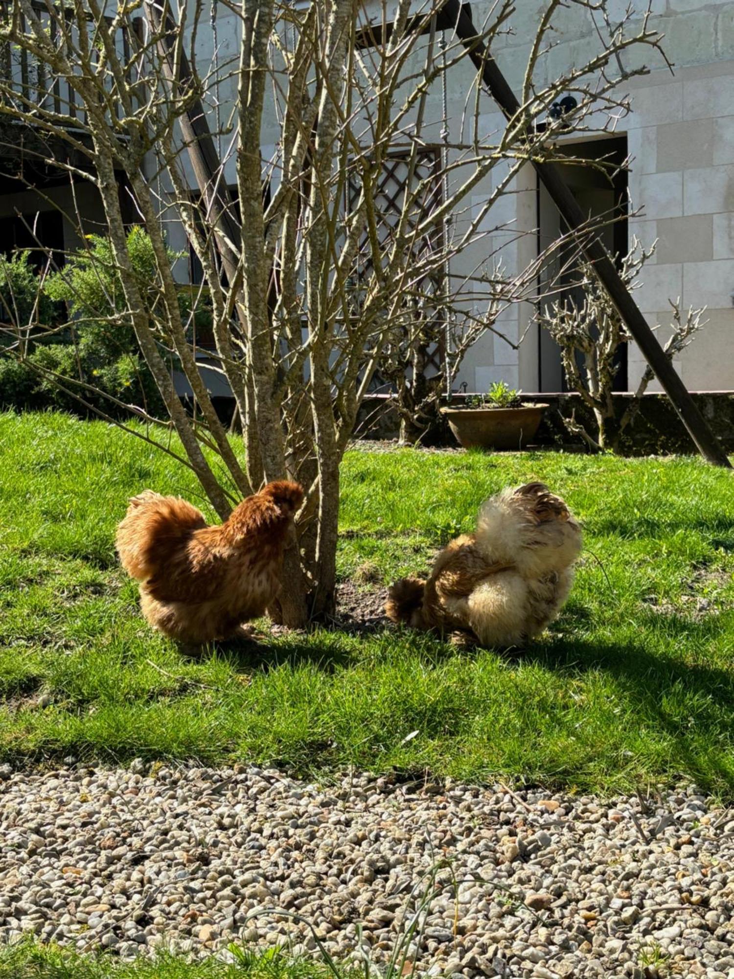 Le Petit Hureau Saumur Esterno foto